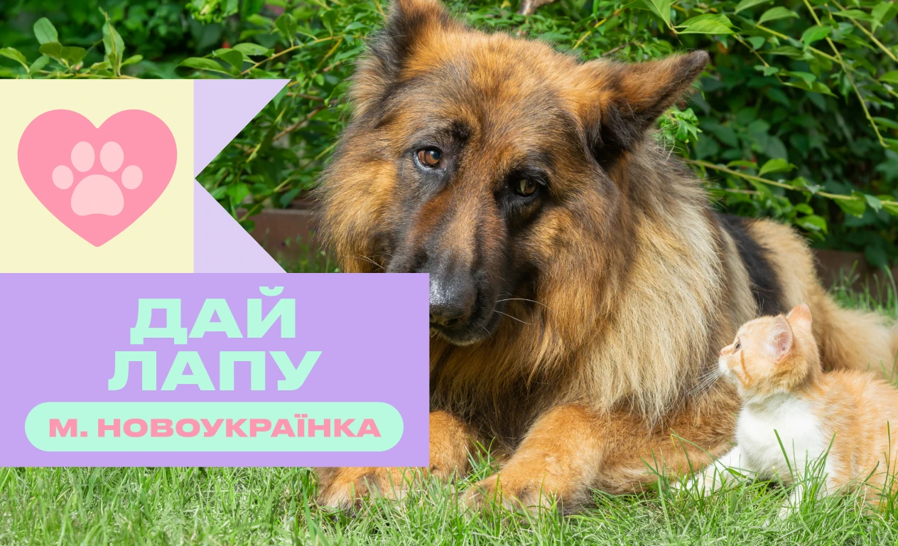 Не дай холоду перемогти: допоможи придбати опалювальну систему для притулку