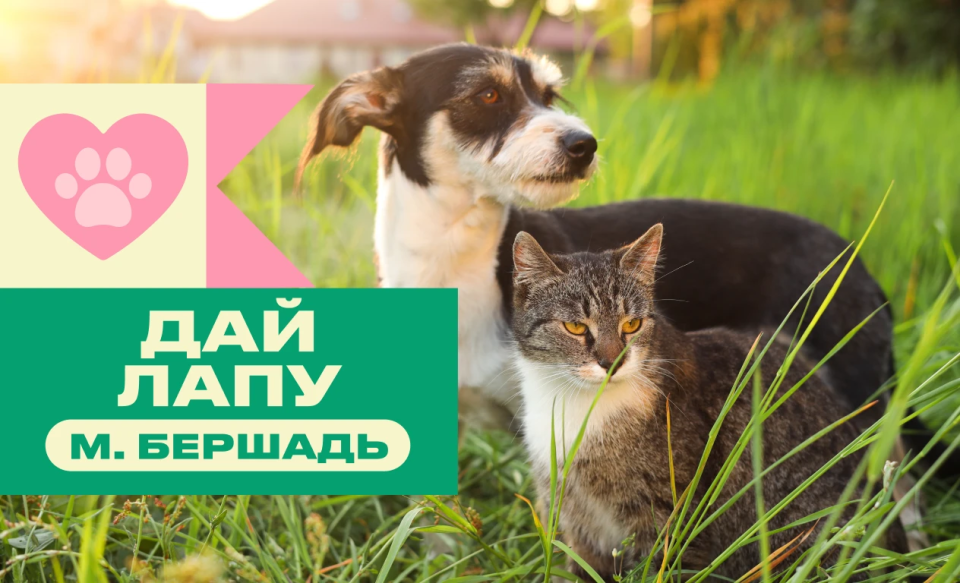 «Дай лапу»: розпочинаємо збір для притулку «Юстас» у Бершаді
